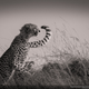 Illustration for article titled The Coolest Images From National Geographic's 2015 Photo Contest